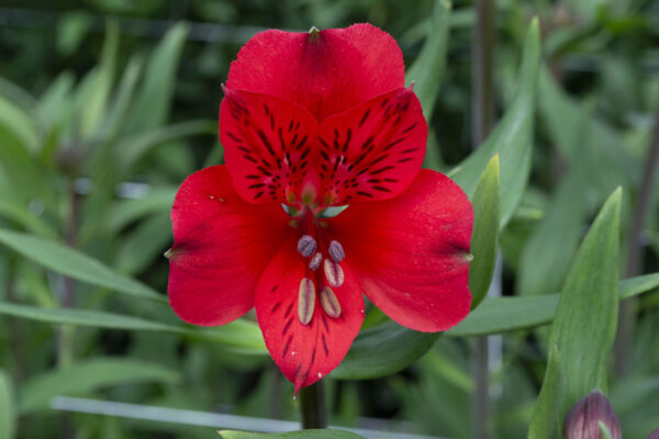Alstromelias Red