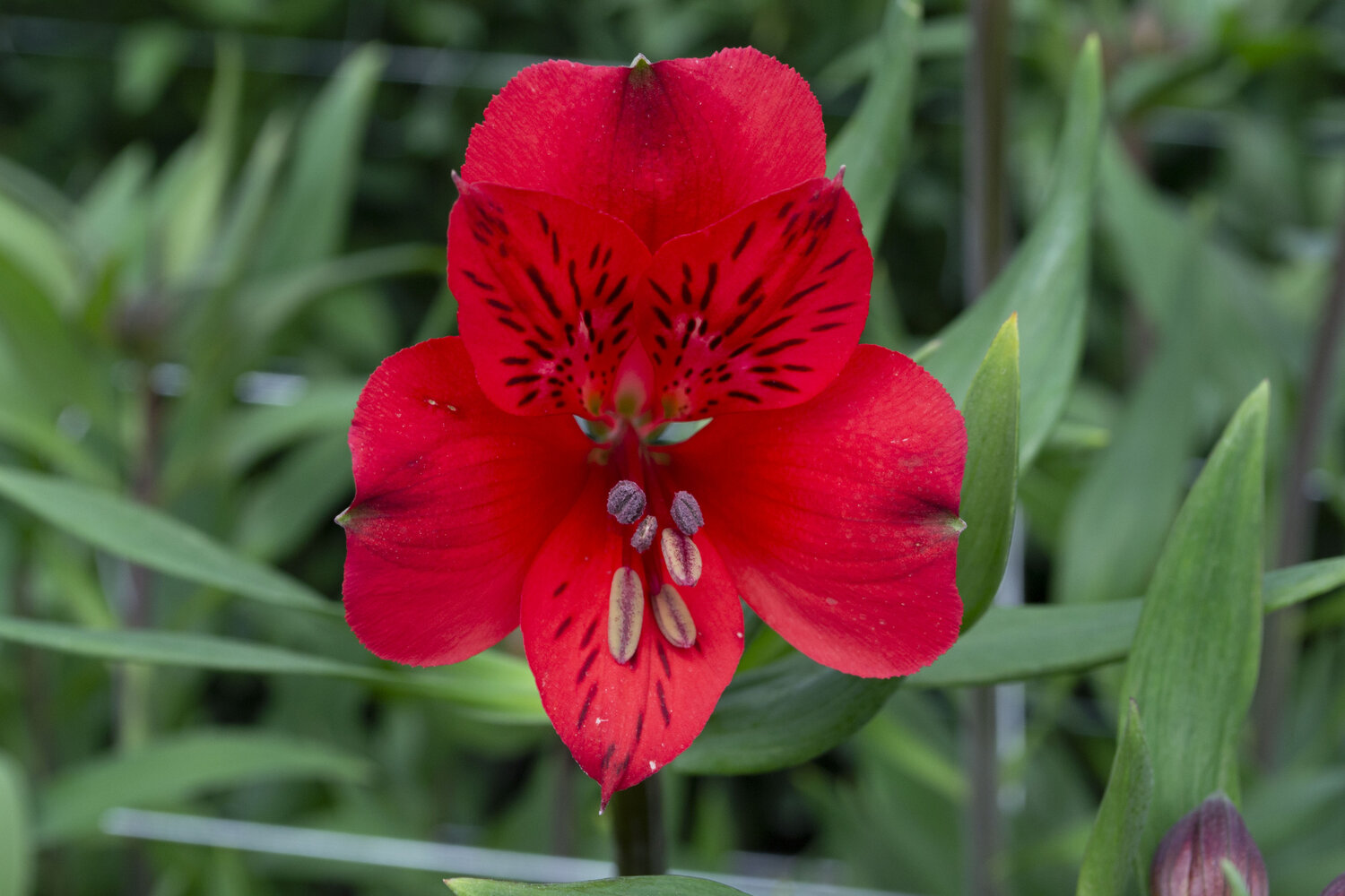 Alstromelias Red