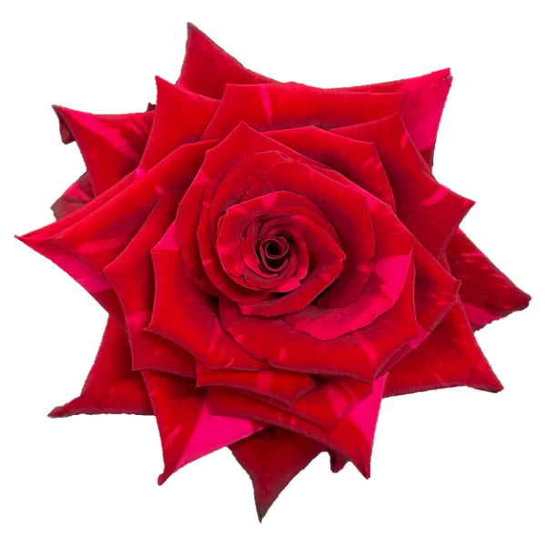 Roses Red Panther