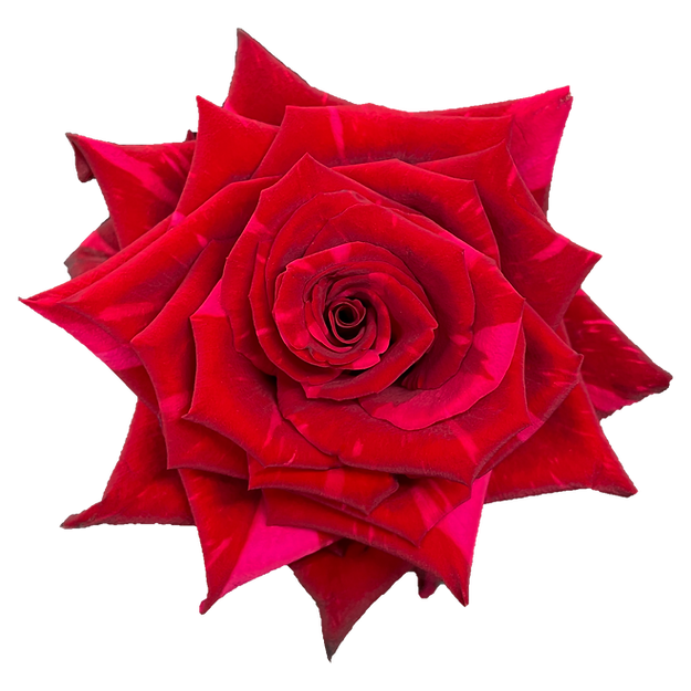 Roses Red Panther