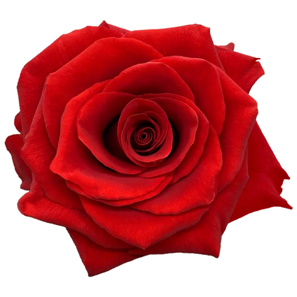 Roses Royal Explorer