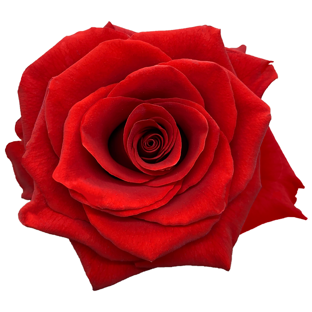 Roses Royal Explorer