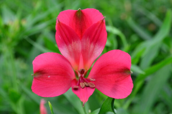 Alstromelias Hot Pink