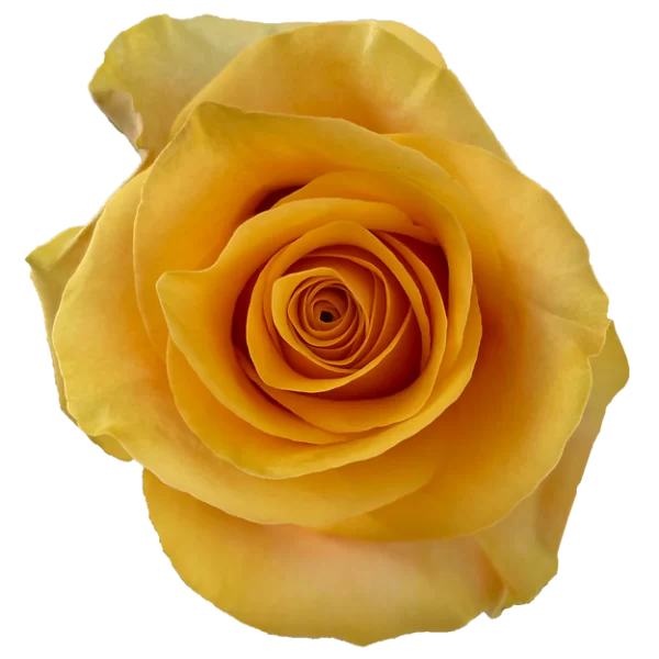 Roses Serenade
