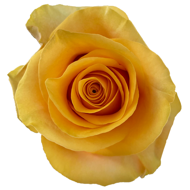 Roses Serenade