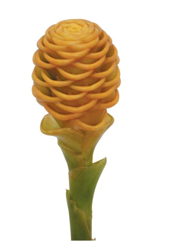 Shampoo Ginger