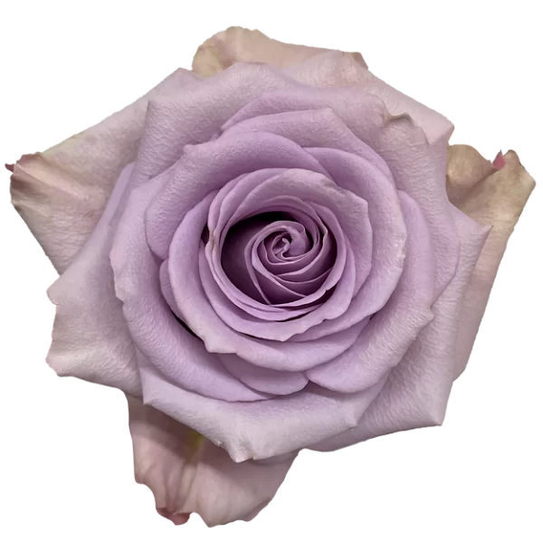 Roses Star Platinum