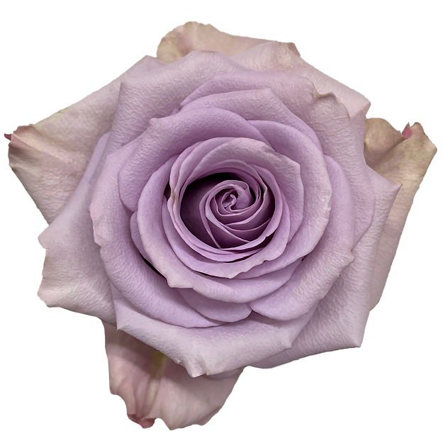 Roses Star Platinum