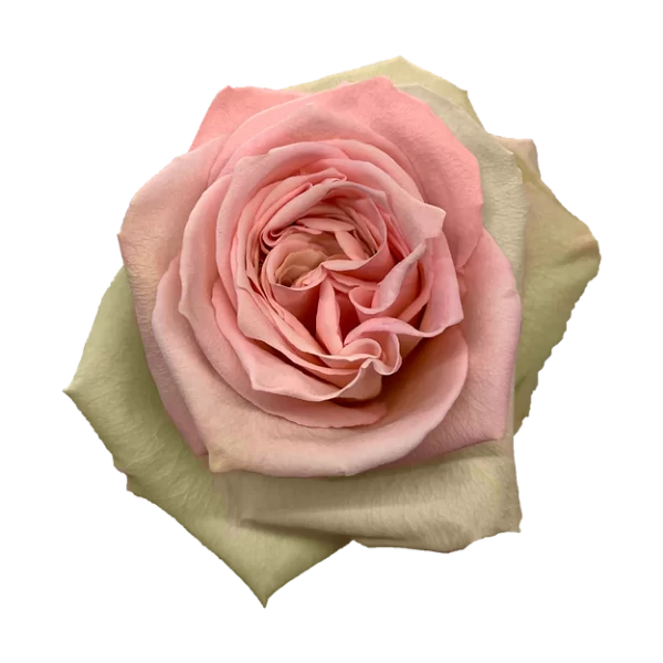 Roses Sweet Elegance