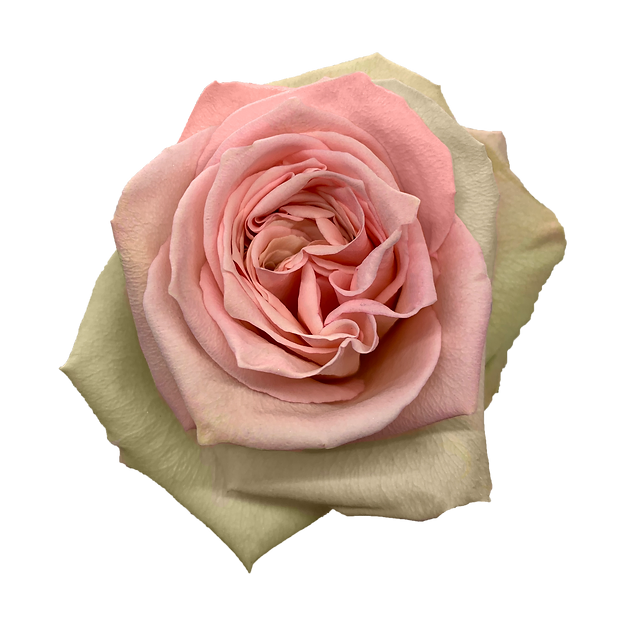 Roses Sweet Elegance