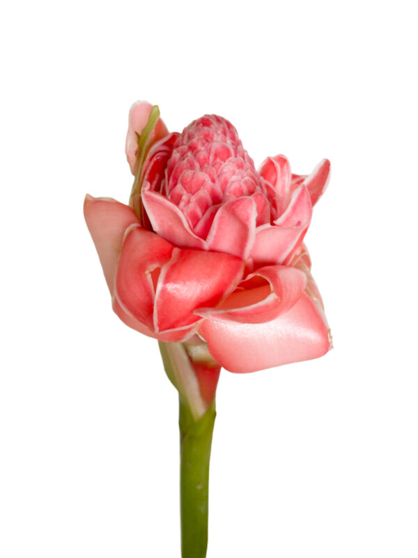 Torch Ginger