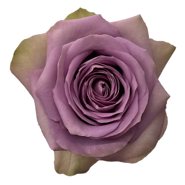 Roses Tiara
