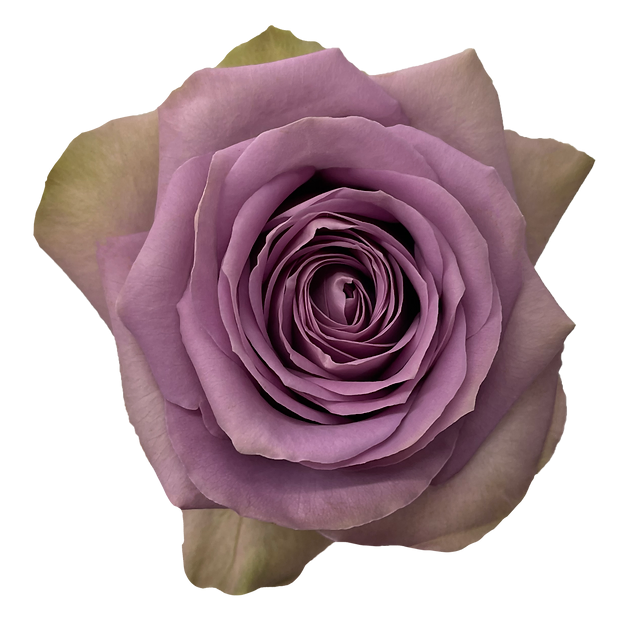 Roses Tiara
