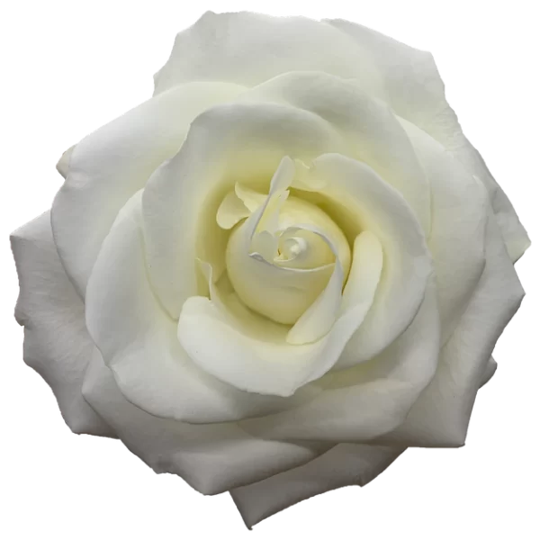 Roses Tibet