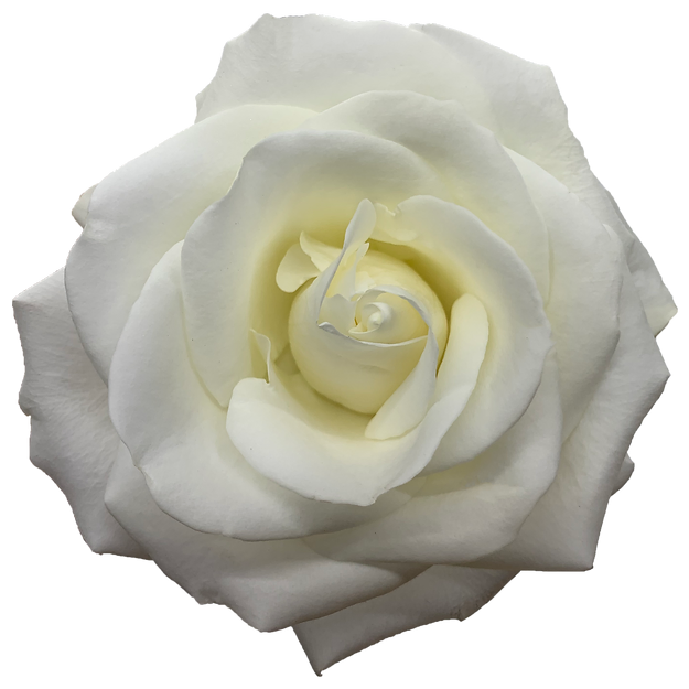 Roses Tibet