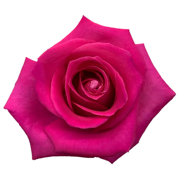 Roses Topaz