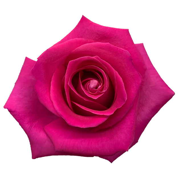 Roses Topaz