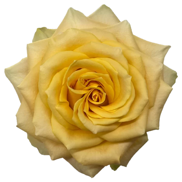 Roses Turtle