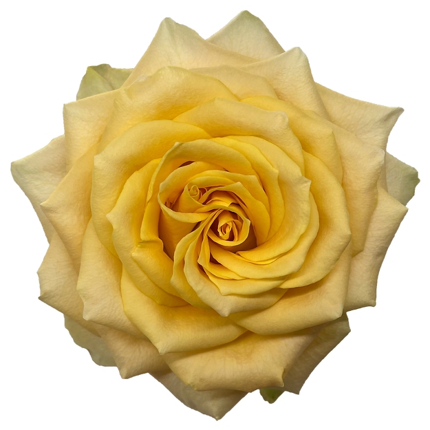 Roses Turtle