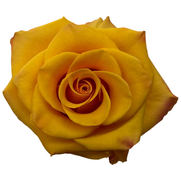 Roses Tycoon
