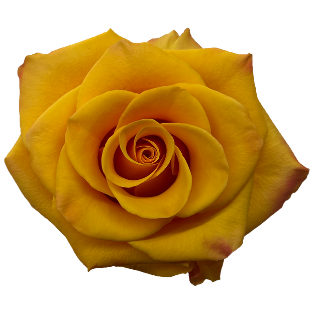 Roses Tycoon