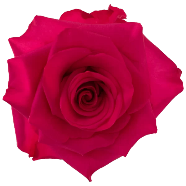 Roses V.I.Pink