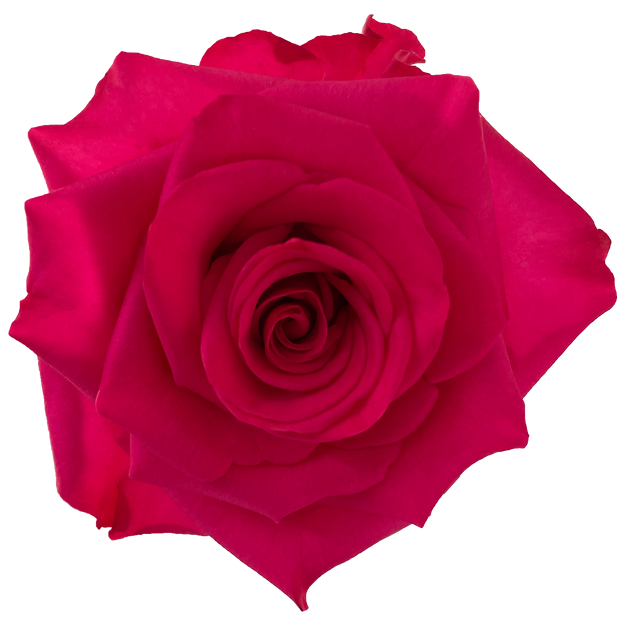 Roses V.I.Pink
