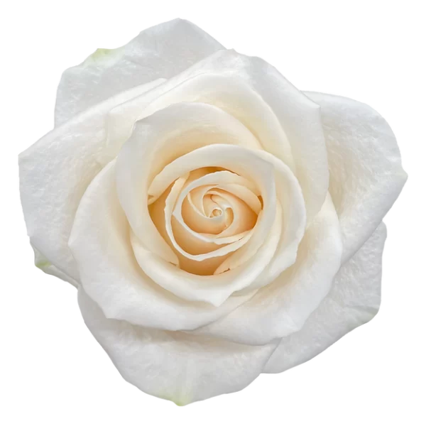 Roses Vendela