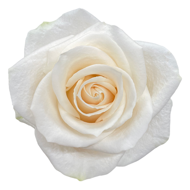 Roses Vendela