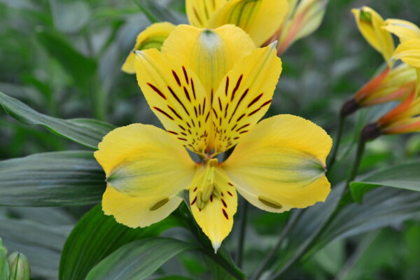 Alstromelias Yellow