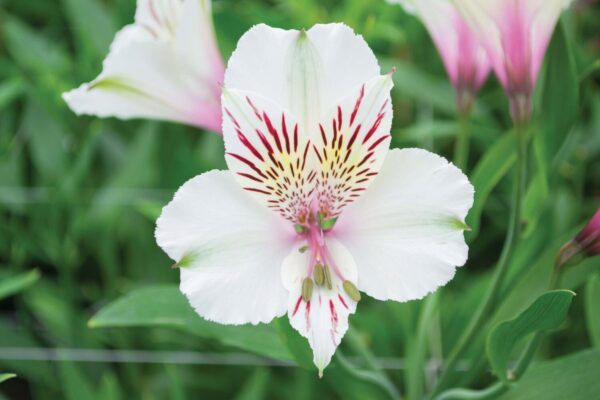 Alstromelias White