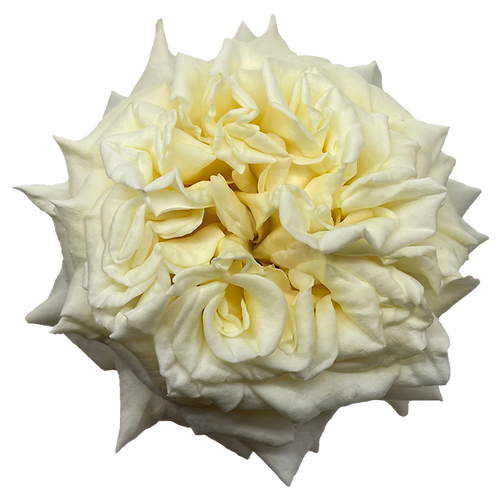 Garden Roses White Ashley