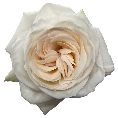 Garden Roses White O'Hara