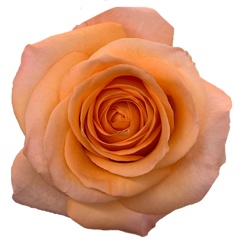 Roses Coral Reef