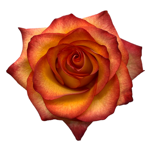 Roses High & Magic