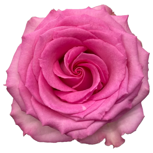 Roses Sweet Unique