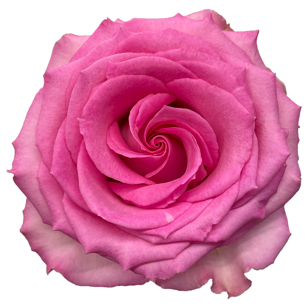 Roses Sweet Unique