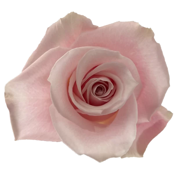 Roses Sweet Escimo