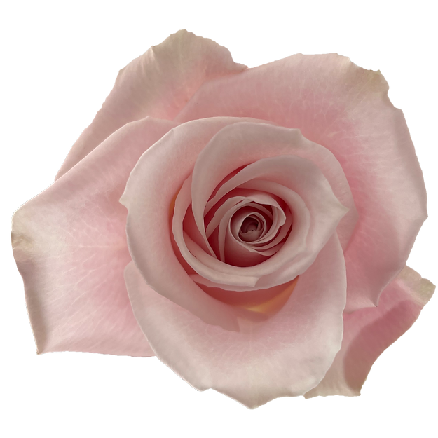 Roses Sweet Escimo