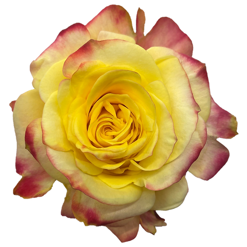 Roses Bonfire