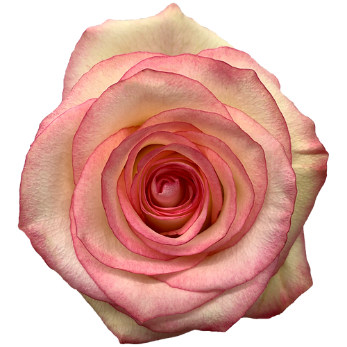 Roses Malu
