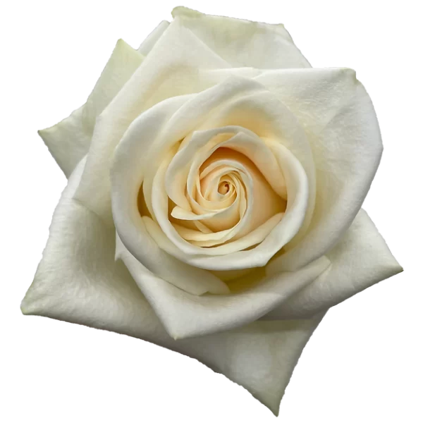 Roses Soul