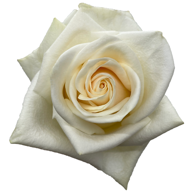 Roses Soul