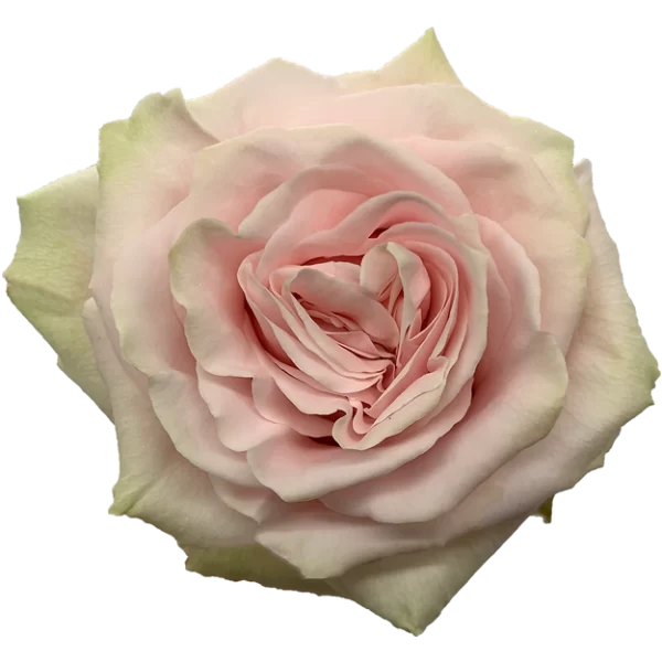 Roses Pink Mondial