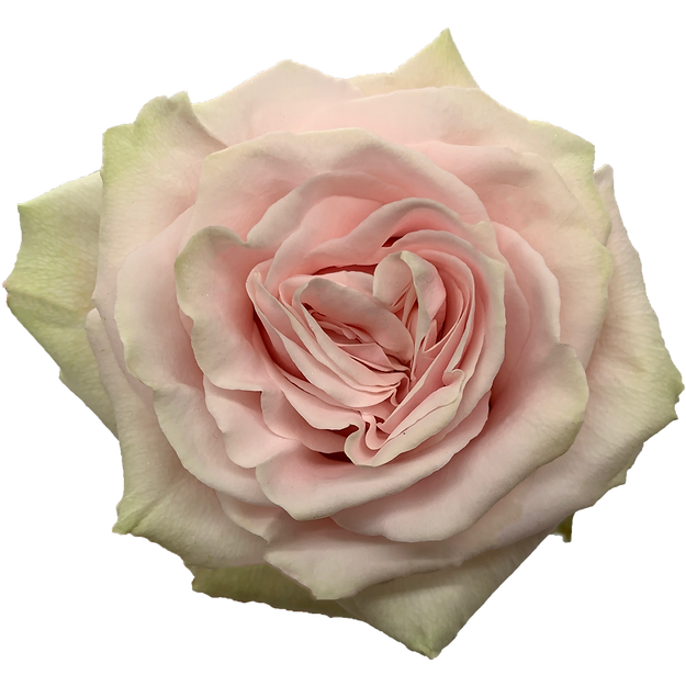 Roses Pink Mondial