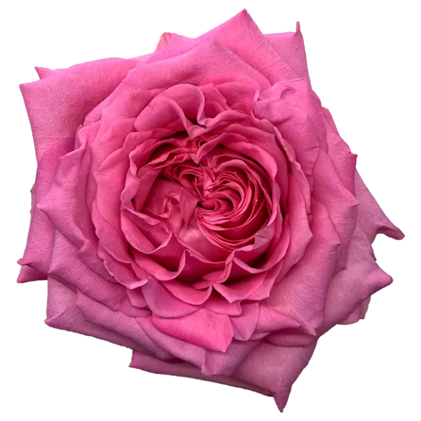 Roses Martina