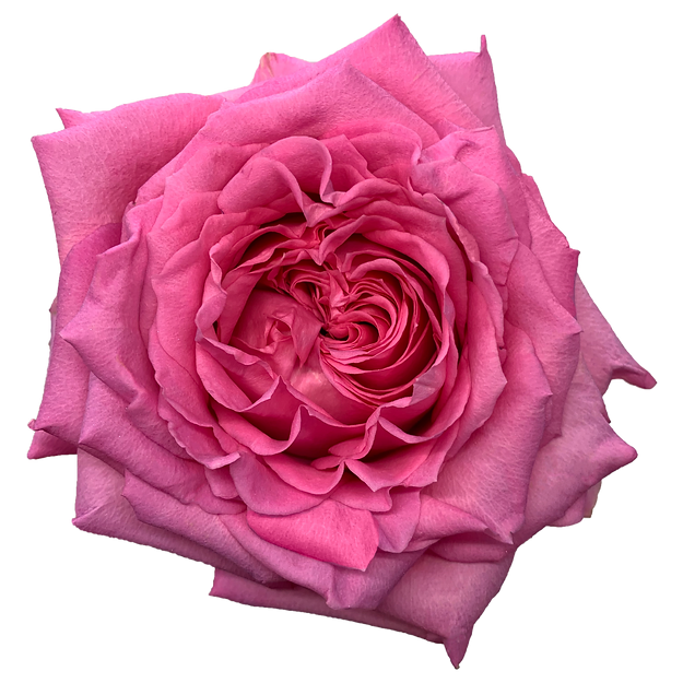 Roses Martina