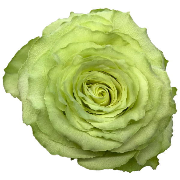 Roses Lemonade