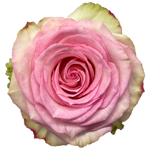 Roses Esperance