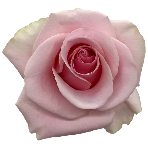 Roses Titanic